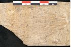 Foto (Detailansicht) von Glyptostrobus europaeus Brongniarti (NHMW-GEO-2024-0188-8078)